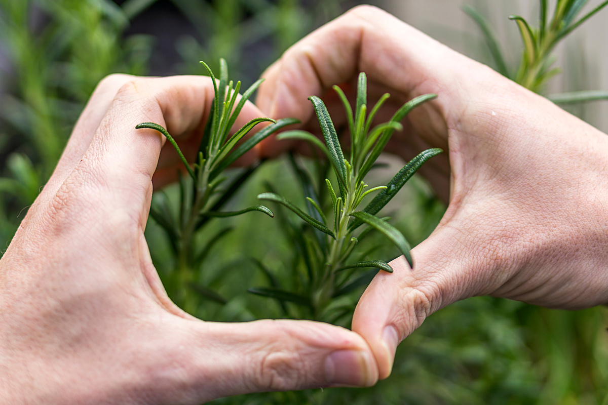 Herb garden