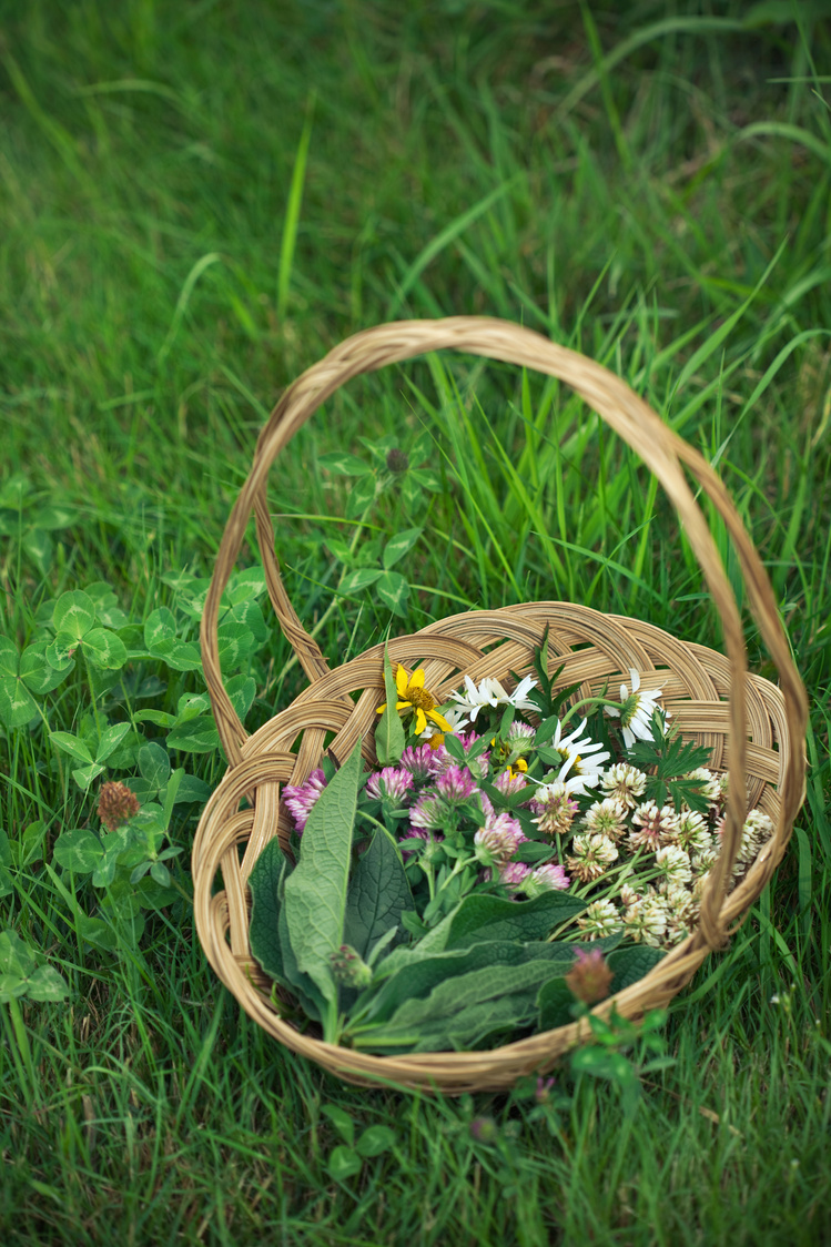 Freshly Foraged Herbs