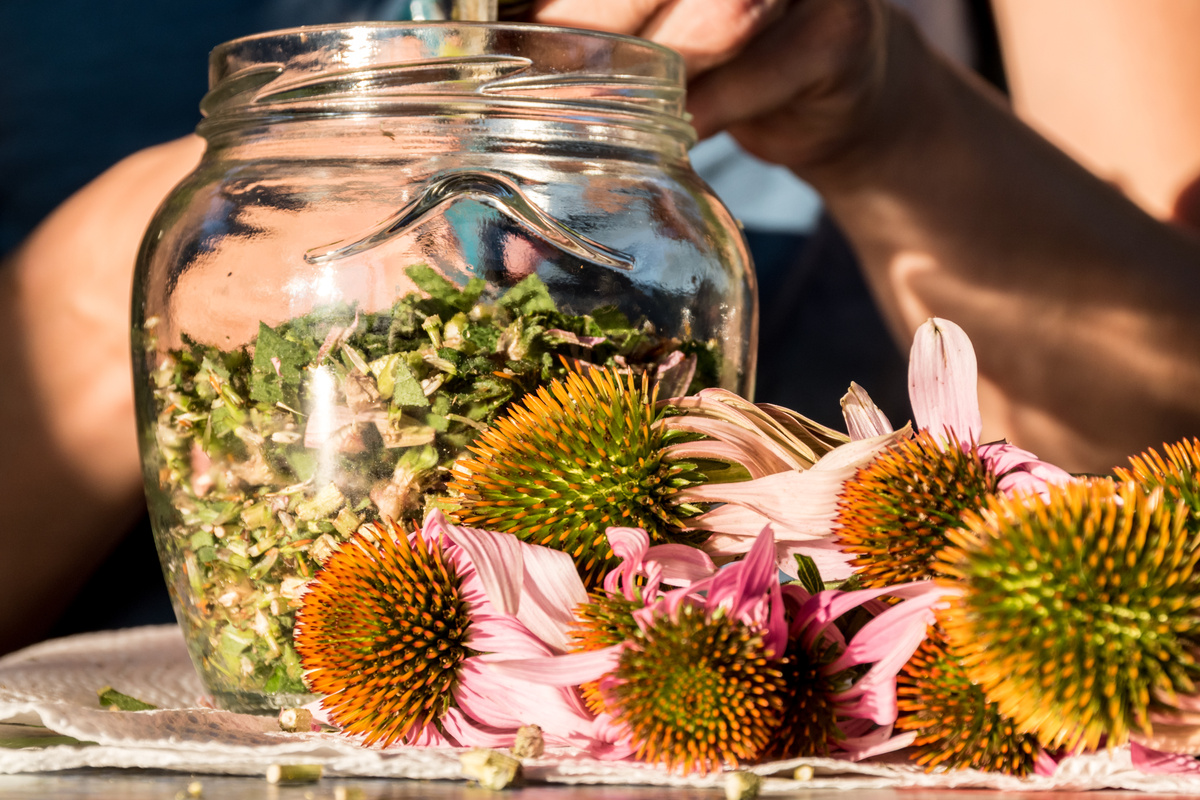 Making Echinacea Tincture