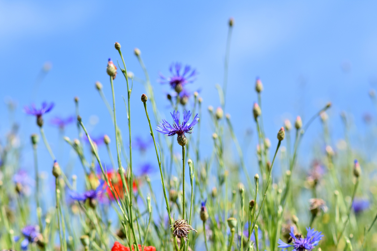 Alpine Cornflowers in Nature